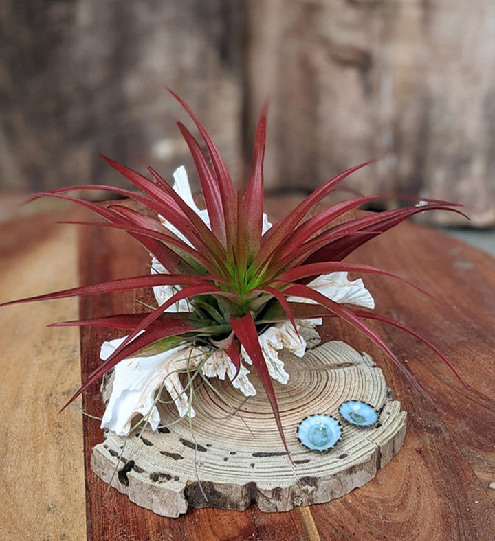 Live Air Red Plant Arrangement In A Sea Shell | Valentine's Day Gift